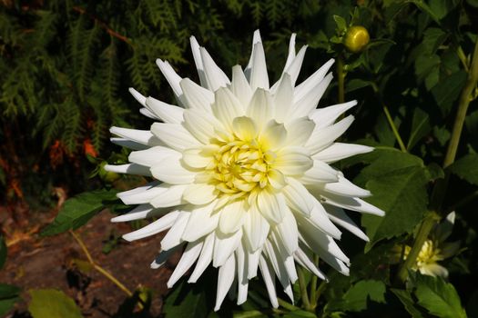 Dahlia with creamy white petals. Dahlia White star. White dahlias in the garden