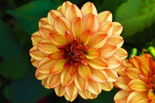 An isolated dahlia in a garden. Yellow dahlia