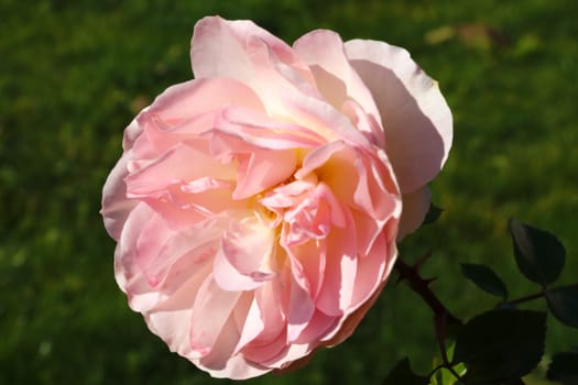 Coral rose flower in roses garden. Top view. Soft focus