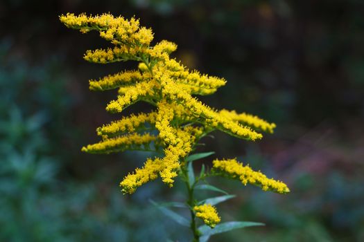 Solidago gigantea - Goldenrod, tall goldenrod, giant goldenrod - invasive species