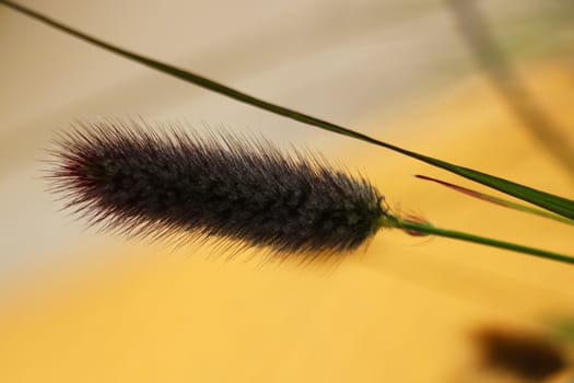 Curl of reeds, waving the wind at sunset, the bright light of the sun through the reeds.