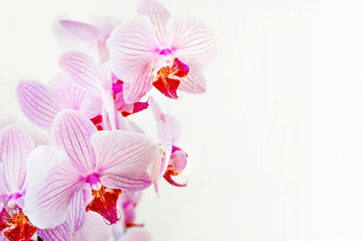 Beautiful Phalaenopsis orchid branch with striped white and pink flowers on white background, with space for text