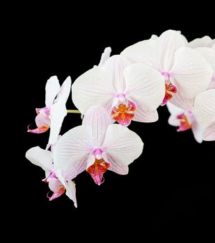 Branch of striped white and pink orchids phalaenopsis flower, covered with dew drops, close-up, isolated on a black background