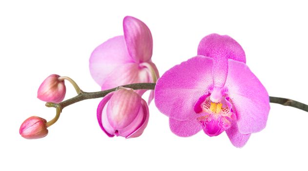 Purple phalaenopsis orchid flowes isolated on white background, close-up