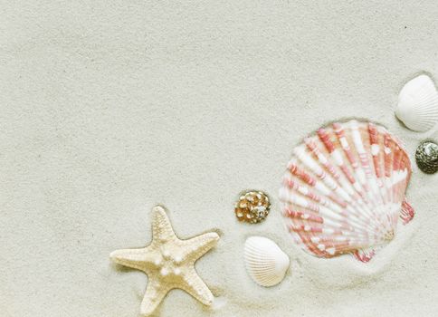 Beautiful frame of clams and starfish on the background of sea sand, with copy-space