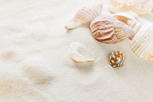 Several clams  on the background of sea sand