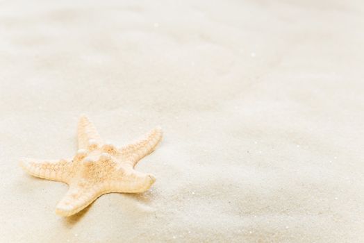 One starfish on the background of white sea sand, with copy-space