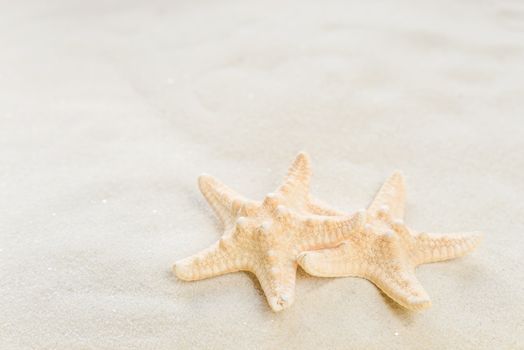 Two starfish lie on the background of white sea sand