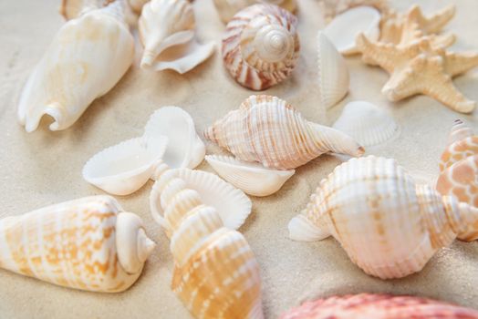 Several clams and starfishes on the background of sea sand