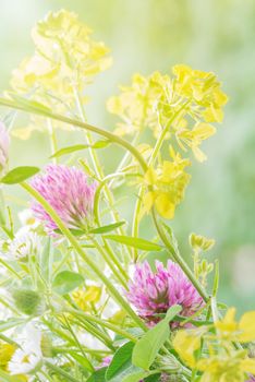 Bouquet of different yellow, pink and white wild flowers closeup outdoors