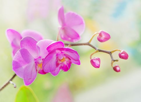 Blossoming branch of purple orchids on a nature background