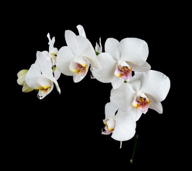 White orchid phalaenopsis flower covered with water drops, isolated on a black background