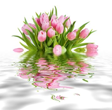 Bouquet of fresh pink tulips flowers covered with dew drops in metallic vase close-up, isolated on white background reflected in a water surface with small waves