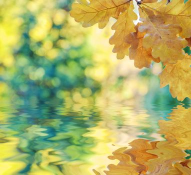 Autumn background with yellow oak leaves on a defocused background of multicolored trees reflected in a water surface with small waves