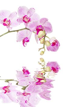 White and pink orchid flower isolated on a white background, reflected in a water surface with small waves