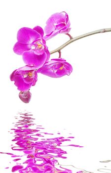 Beautiful pink orchid flowers close-up isolated on a white background reflected in a water surface with small waves