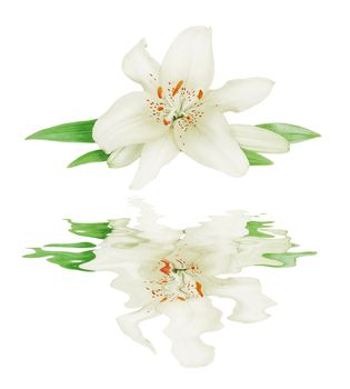 One flowers of white Lily close up, isolated on a white background, reflected in a water surface with small waves