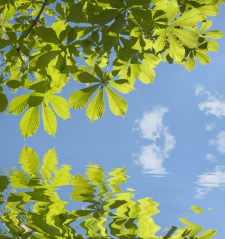 Green chestnut leaves against the blue sky reflected in a water surface with small waves