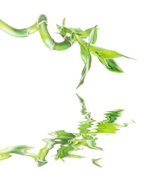 Single houseplant stem of Lucky Bamboo (Dracaena Sanderiana) with green leaves, twisted into a spiral shape, isolated on white background, reflected in a water surface with small waves