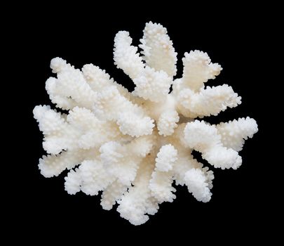 Beautiful white sea coral isolated on a black background