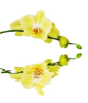 Flowers of yellow Phalaenopsis Orchid isolated on a white background reflected in a water surface with small waves