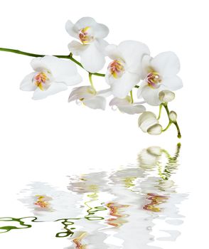 White orchid phalaenopsis flower isolated on a white background reflected in a water surface with small waves