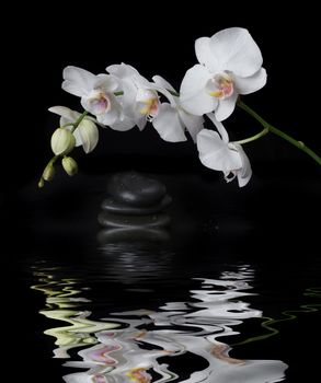 White orchid phalaenopsis flower covered with water drops and stones for massage on a black background reflected in a water surface with small waves