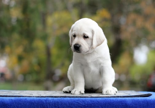 a little yellow labrador puppy sitting on blue background