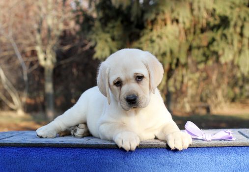 the little yellow labrador puppy sitting on blue background