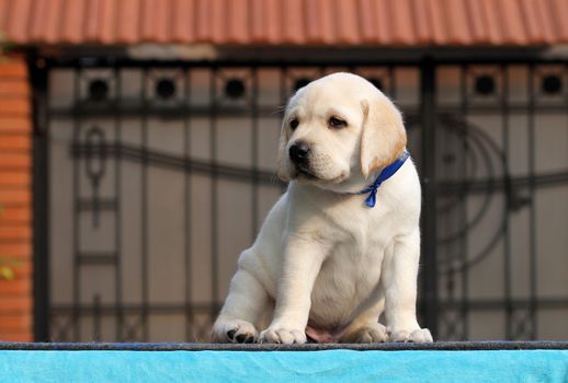 the sweet little yellow labrador puppy sitting on blue background