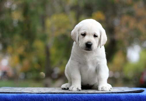 little yellow labrador puppy sitting on blue background