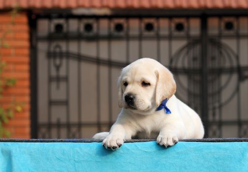 sweet little yellow labrador puppy sitting on blue background