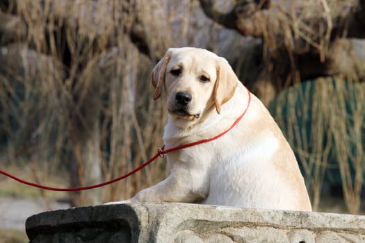 a yellow labrador sitting in the park