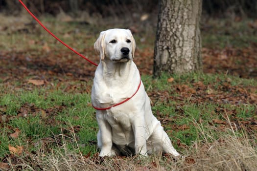 the yellow labrador sitting in the park