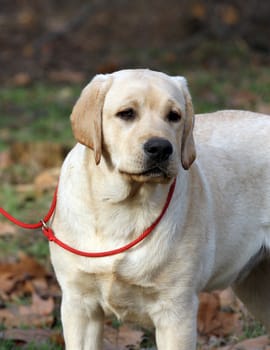 yellow labrador sitting in the park