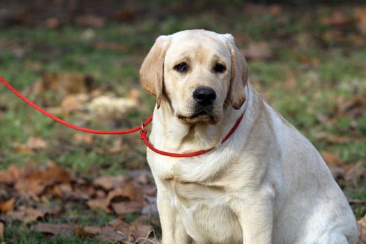 sweet yellow labrador sitting in the park