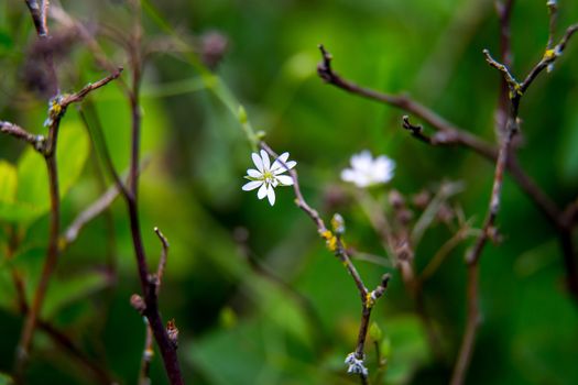 White wild blooming flowers on a green grass background. Meadow with wild field flowers. Nature flower in spring and summer in meadow. 

