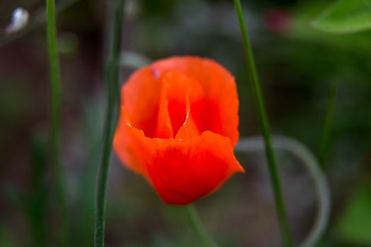 Red blooming poppy flowers on a green grass. Garden with poppy flowers. Nature field flowers in meadow. Blooming red poppy flowers on summer wild meadow.

