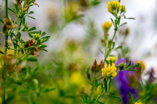 Pink and yellow wild blooming flowers. Beautiful pink and yellow rural flowers in green grass. Meadow with nature rural flowers in meadow in spring time.