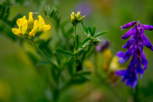 Pink and yellow wild blooming flowers. Beautiful pink and yellow rural flowers in green grass. Meadow with nature rural flowers in meadow in spring time.