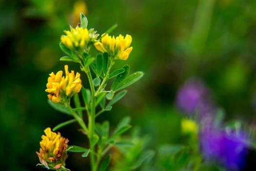 Pink and yellow wild blooming flowers. Beautiful pink and yellow rural flowers in green grass. Meadow with nature rural flowers in meadow in spring time.