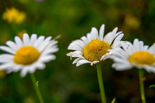 White wild blooming flower. Daisy flowers on a green grass background. Meadow with wild daisy flowers. Nature daisies in spring and summer in meadow. 



