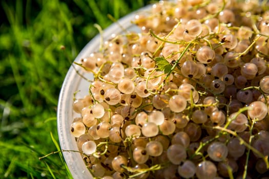 Close up bowl full of fresh white currant berries on green grass. Summer white currants in white bowl outdoors. White currants on green grass. 

