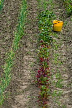 Rural view with yellow bucket on the treated field. Yellow bucket in furrow. Beet and onion furrows in Latvia.