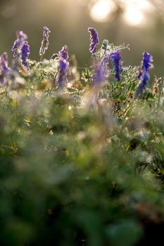 Pink wild blooming flowers. Beautiful pink rural flowers in green grass. Meadow with nature rural flowers in meadow in spring time.