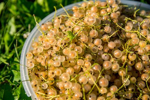 Close up bowl full of fresh white currant berries on green grass. Summer white currants in white bowl outdoors. White currants on green grass. 

