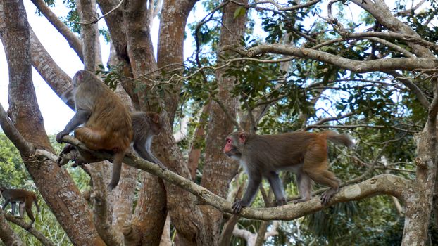 Monkey macaque in the rain forest. Monkeys in the natural environment. China, Hainan