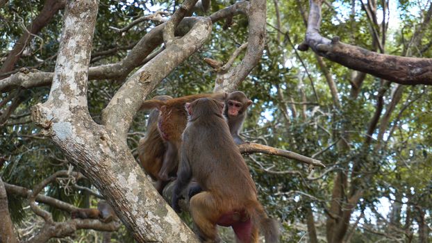 Monkey macaque in the rain forest. Monkeys in the natural environment. China, Hainan