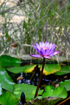 Blooming Blue and Violet Nymphaea Lotus with Blurred Background