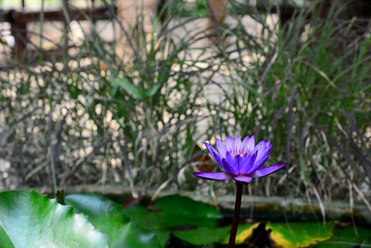 Blooming Blue and Violet Nymphaea Lotus with Blurred Background